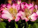 Alstroemeria Summer Break