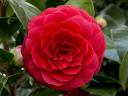 Camellia Japonica Flowers - Flowers from a Camellia japonica, featuring ‘Hanafuki’ with large, variegated (striped) pink and...