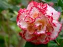 Camellia Japonica Margaret Davis