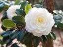 Camellia Japonica Sea Foam