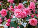 Camellia Yours Truly - A Camellia Japonica flower 'Yours Truly' cultivar, originated of 'Lady Vansittart', which is an ever...