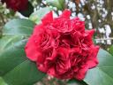 Camellia Sasanqua - The Camellia Sasanqua is a species of Camellia native to southern Japan and is a staple in the Ameri...