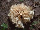 Cauliflower Mushroom Close-Up