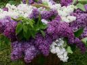 Lilacs in Basket