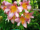 Lilium Flashpoint - Lilium Flashpoint, is a popular variety of hybrid lily Orienpet (OT), a cross between Oriental and T...