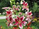 Lilium Forever Susan - The Lilium 'Forever Susan' is a perennial variety of Asiatic Lily, featuring striking burgundy petal...