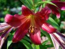 Lilium Forever Susan - The Lilium 'Forever Susan' is a perennial variety of Asiatic Lily, featuring striking burgundy petal...