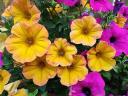 Petunia Flowers - The Petunia flowers, known as a Surfinia, a brand of cascading hybrid, that produce a 'waterfall' of...
