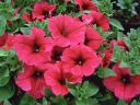 Petunia Cultivars Mix - A vibrant mix of golden-yellow and bright pink of Petunia cultivars, like the Supertunia Honey and S...