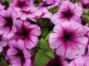 Petunia Flowers - The Petunia flowers, known as a Surfinia, a brand of cascading hybrid, that produce a 'waterfall' of...