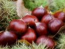Autumn Harvest American Chestnuts