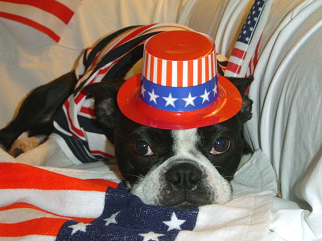 4th of July Dog in Red White and Blue - A dog dressed in the national colours red, white and blue celebrates 4th of July. - , 4th, July, dog, dogs, red, white, blue, animals, animal, holiday, holidays, show, shows, commemoration, commemorations, celebration, celebrations, event, events, gathering, gatherings, national, colours, colour - A dog dressed in the national colours red, white and blue celebrates 4th of July. Solve free online 4th of July Dog in Red White and Blue puzzle games or send 4th of July Dog in Red White and Blue puzzle game greeting ecards  from puzzles-games.eu.. 4th of July Dog in Red White and Blue puzzle, puzzles, puzzles games, puzzles-games.eu, puzzle games, online puzzle games, free puzzle games, free online puzzle games, 4th of July Dog in Red White and Blue free puzzle game, 4th of July Dog in Red White and Blue online puzzle game, jigsaw puzzles, 4th of July Dog in Red White and Blue jigsaw puzzle, jigsaw puzzle games, jigsaw puzzles games, 4th of July Dog in Red White and Blue puzzle game ecard, puzzles games ecards, 4th of July Dog in Red White and Blue puzzle game greeting ecard