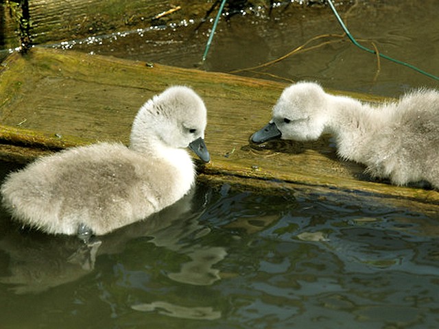 Abbotsbury Swannery Baby Swans enjoy the Sunny Day - Baby Swans enjoy the sunny day at the Abbotsbury Swannery in Dorset, England (May 18, 2010). - , Abbotsbury, Swannery, baby, swans, swan, sunny, day, days, animals, animal, bird, birds, hatch, hatches, place, places, breeding-groung, breeding-grounds, sanctuary, sanctuaries, habitat, habitates, Dorset, England - Baby Swans enjoy the sunny day at the Abbotsbury Swannery in Dorset, England (May 18, 2010). Solve free online Abbotsbury Swannery Baby Swans enjoy the Sunny Day puzzle games or send Abbotsbury Swannery Baby Swans enjoy the Sunny Day puzzle game greeting ecards  from puzzles-games.eu.. Abbotsbury Swannery Baby Swans enjoy the Sunny Day puzzle, puzzles, puzzles games, puzzles-games.eu, puzzle games, online puzzle games, free puzzle games, free online puzzle games, Abbotsbury Swannery Baby Swans enjoy the Sunny Day free puzzle game, Abbotsbury Swannery Baby Swans enjoy the Sunny Day online puzzle game, jigsaw puzzles, Abbotsbury Swannery Baby Swans enjoy the Sunny Day jigsaw puzzle, jigsaw puzzle games, jigsaw puzzles games, Abbotsbury Swannery Baby Swans enjoy the Sunny Day puzzle game ecard, puzzles games ecards, Abbotsbury Swannery Baby Swans enjoy the Sunny Day puzzle game greeting ecard