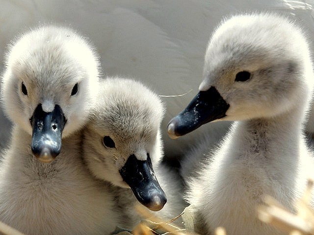 Abbotsbury Swannery Charming Cygnets Hatch - A charming baby swans of the summer cygnet's hatch at the Abbotsbury Swannery in Dorset England (May 18, 2010). - , Abbotsbury, Swannery, charming, cygnets, cygnet, hatch, hatches, animals, animal, bird, birds, place, places, breeding-ground, breeding-grounds, sanctuary, sanctuaries, habitat, habitates, baby, swans, swan, summer, Dorset, England - A charming baby swans of the summer cygnet's hatch at the Abbotsbury Swannery in Dorset England (May 18, 2010). Solve free online Abbotsbury Swannery Charming Cygnets Hatch puzzle games or send Abbotsbury Swannery Charming Cygnets Hatch puzzle game greeting ecards  from puzzles-games.eu.. Abbotsbury Swannery Charming Cygnets Hatch puzzle, puzzles, puzzles games, puzzles-games.eu, puzzle games, online puzzle games, free puzzle games, free online puzzle games, Abbotsbury Swannery Charming Cygnets Hatch free puzzle game, Abbotsbury Swannery Charming Cygnets Hatch online puzzle game, jigsaw puzzles, Abbotsbury Swannery Charming Cygnets Hatch jigsaw puzzle, jigsaw puzzle games, jigsaw puzzles games, Abbotsbury Swannery Charming Cygnets Hatch puzzle game ecard, puzzles games ecards, Abbotsbury Swannery Charming Cygnets Hatch puzzle game greeting ecard