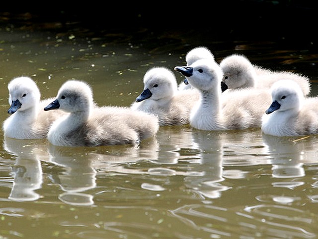 Abbotsbury Swannery Cygnets swim Upstream - The cygnets swim upstream at the Abbotsbury Swannery in Dorset, England (May 18, 2010). - , Abbotsbury, Swannery, cygnets, cygnet, upstream, upstreams, animal, animals, bird, birds, hatch, hatches, place, places, breeding-ground, breeding-grounds, sanctuary, sanctuaries, habitat, habitates, Dorset, England - The cygnets swim upstream at the Abbotsbury Swannery in Dorset, England (May 18, 2010). Lösen Sie kostenlose Abbotsbury Swannery Cygnets swim Upstream Online Puzzle Spiele oder senden Sie Abbotsbury Swannery Cygnets swim Upstream Puzzle Spiel Gruß ecards  from puzzles-games.eu.. Abbotsbury Swannery Cygnets swim Upstream puzzle, Rätsel, puzzles, Puzzle Spiele, puzzles-games.eu, puzzle games, Online Puzzle Spiele, kostenlose Puzzle Spiele, kostenlose Online Puzzle Spiele, Abbotsbury Swannery Cygnets swim Upstream kostenlose Puzzle Spiel, Abbotsbury Swannery Cygnets swim Upstream Online Puzzle Spiel, jigsaw puzzles, Abbotsbury Swannery Cygnets swim Upstream jigsaw puzzle, jigsaw puzzle games, jigsaw puzzles games, Abbotsbury Swannery Cygnets swim Upstream Puzzle Spiel ecard, Puzzles Spiele ecards, Abbotsbury Swannery Cygnets swim Upstream Puzzle Spiel Gruß ecards