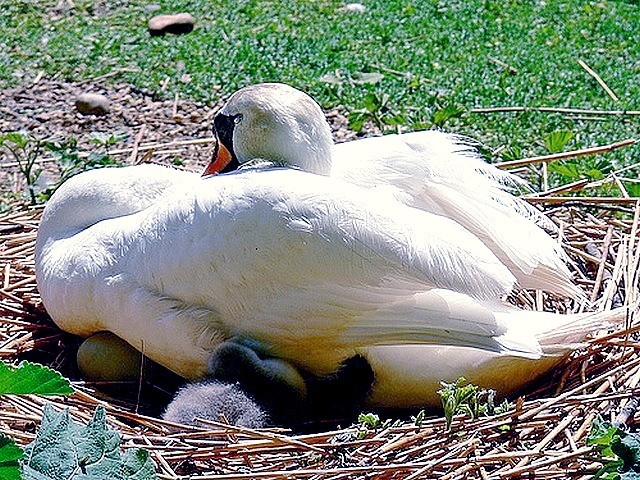 Abbotsbury Swannery Hatching Time - The hatching time at Abbotsbury Swannery in Dorset coincide with the beginning of the summer and the Benedictine Monks belived that the first cygnet symbolize the season's first day. - , Abbotsbury, Swannery, hatching, time, times, animal, animals, bird, birds, hatch, hatches, place, places, breeding-ground, breeding-grounds, sanctuary, sanctuaries, habitat, habitates, Dorset, summer, Benedictine, monks, monk, cygnet, cygnets, season, seasons, day, days - The hatching time at Abbotsbury Swannery in Dorset coincide with the beginning of the summer and the Benedictine Monks belived that the first cygnet symbolize the season's first day. Solve free online Abbotsbury Swannery Hatching Time puzzle games or send Abbotsbury Swannery Hatching Time puzzle game greeting ecards  from puzzles-games.eu.. Abbotsbury Swannery Hatching Time puzzle, puzzles, puzzles games, puzzles-games.eu, puzzle games, online puzzle games, free puzzle games, free online puzzle games, Abbotsbury Swannery Hatching Time free puzzle game, Abbotsbury Swannery Hatching Time online puzzle game, jigsaw puzzles, Abbotsbury Swannery Hatching Time jigsaw puzzle, jigsaw puzzle games, jigsaw puzzles games, Abbotsbury Swannery Hatching Time puzzle game ecard, puzzles games ecards, Abbotsbury Swannery Hatching Time puzzle game greeting ecard