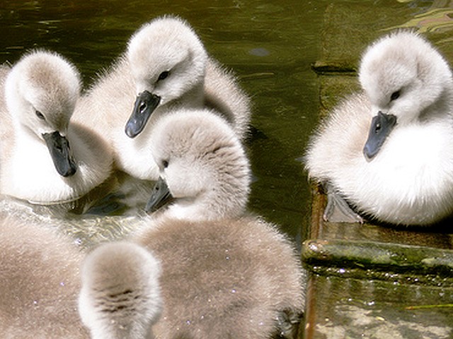 Abbotsbury Swannery the Cygnet joins the Team - It is a playtime and the cygnet joins the team of its siblings at Abbotsbury Swannery in Dorset, England (May 18, 2010). - , Abbotsbury, Swannery, cygnet, cygnets, team, teams, animals, animal, bird, birds, hatch, hatches, place, places, breeding-ground, breeding-grounds, sanctuary, sanctuaries, habitat, habitates, playtime, playtimes, siblings, sibling, Dorset, England - It is a playtime and the cygnet joins the team of its siblings at Abbotsbury Swannery in Dorset, England (May 18, 2010). Solve free online Abbotsbury Swannery the Cygnet joins the Team puzzle games or send Abbotsbury Swannery the Cygnet joins the Team puzzle game greeting ecards  from puzzles-games.eu.. Abbotsbury Swannery the Cygnet joins the Team puzzle, puzzles, puzzles games, puzzles-games.eu, puzzle games, online puzzle games, free puzzle games, free online puzzle games, Abbotsbury Swannery the Cygnet joins the Team free puzzle game, Abbotsbury Swannery the Cygnet joins the Team online puzzle game, jigsaw puzzles, Abbotsbury Swannery the Cygnet joins the Team jigsaw puzzle, jigsaw puzzle games, jigsaw puzzles games, Abbotsbury Swannery the Cygnet joins the Team puzzle game ecard, puzzles games ecards, Abbotsbury Swannery the Cygnet joins the Team puzzle game greeting ecard