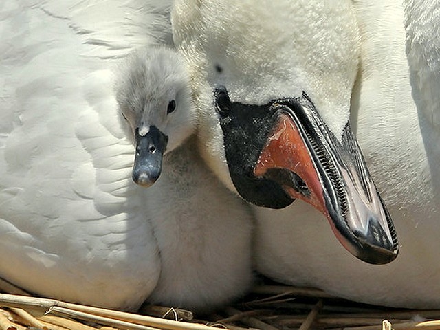 Abbotsbury Swannery the Cygnet snuggles up to Mother - The cygnet snuggles up to its mother at the Abbotsbury Swannery in Dorset, England (May 18, 2010). - , Abbotsbury, Swannery, cygnet, cygnets, mother, mothers, animal, animals, bird, birds, hatch, hatches, place, places, breeding-ground, breeding, grounds, sanctuary, sanctuaries, habitat, habitates, Dorset, England - The cygnet snuggles up to its mother at the Abbotsbury Swannery in Dorset, England (May 18, 2010). Solve free online Abbotsbury Swannery the Cygnet snuggles up to Mother puzzle games or send Abbotsbury Swannery the Cygnet snuggles up to Mother puzzle game greeting ecards  from puzzles-games.eu.. Abbotsbury Swannery the Cygnet snuggles up to Mother puzzle, puzzles, puzzles games, puzzles-games.eu, puzzle games, online puzzle games, free puzzle games, free online puzzle games, Abbotsbury Swannery the Cygnet snuggles up to Mother free puzzle game, Abbotsbury Swannery the Cygnet snuggles up to Mother online puzzle game, jigsaw puzzles, Abbotsbury Swannery the Cygnet snuggles up to Mother jigsaw puzzle, jigsaw puzzle games, jigsaw puzzles games, Abbotsbury Swannery the Cygnet snuggles up to Mother puzzle game ecard, puzzles games ecards, Abbotsbury Swannery the Cygnet snuggles up to Mother puzzle game greeting ecard