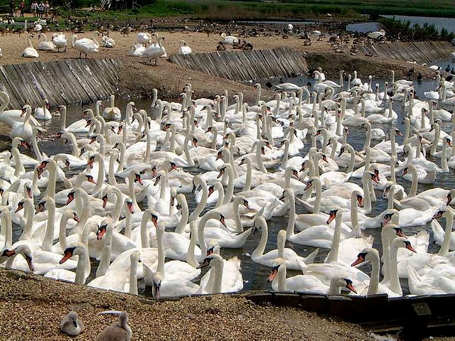 Abbotsbury Swannery - The Abbotsbury Swannery was established by Benedictine Monks at St.Peters monastery during 1040, and nowadays it is a sanctuary, a unique wildlife habitat of up to 1,000 free flying Mute swans. - , Abbotsbury, Swannery, animal, animals, bird, birds, hatch, hatches, place, places, breeding-ground, breeding-grounds, sanctuary, sanctuaries, habitat, habitates, Benedictine, monks, monk, St.Peters, monastery, monasteries, Mute, swans, swan - The Abbotsbury Swannery was established by Benedictine Monks at St.Peters monastery during 1040, and nowadays it is a sanctuary, a unique wildlife habitat of up to 1,000 free flying Mute swans. Solve free online Abbotsbury Swannery puzzle games or send Abbotsbury Swannery puzzle game greeting ecards  from puzzles-games.eu.. Abbotsbury Swannery puzzle, puzzles, puzzles games, puzzles-games.eu, puzzle games, online puzzle games, free puzzle games, free online puzzle games, Abbotsbury Swannery free puzzle game, Abbotsbury Swannery online puzzle game, jigsaw puzzles, Abbotsbury Swannery jigsaw puzzle, jigsaw puzzle games, jigsaw puzzles games, Abbotsbury Swannery puzzle game ecard, puzzles games ecards, Abbotsbury Swannery puzzle game greeting ecard