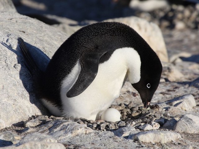 Adelie Penguins with Egg - An Adelie penguin which stays to keep its egg warm and safe from predators, while the other parent heads out to sea to eat. <br />
With an aim to attract the female, the male Adelie penguin endeavours to build the biggest and best nest. Sometimes it is able to steal a rock from their neighbour's nest. - , Adelie, penguins, penguin, egg, eggs, animals, animal, warm, safe, predators, predator, parent, parents, sea, aim, female, male, nest, nests, rock, roks, neighbour, neighbours - An Adelie penguin which stays to keep its egg warm and safe from predators, while the other parent heads out to sea to eat. <br />
With an aim to attract the female, the male Adelie penguin endeavours to build the biggest and best nest. Sometimes it is able to steal a rock from their neighbour's nest. Solve free online Adelie Penguins with Egg puzzle games or send Adelie Penguins with Egg puzzle game greeting ecards  from puzzles-games.eu.. Adelie Penguins with Egg puzzle, puzzles, puzzles games, puzzles-games.eu, puzzle games, online puzzle games, free puzzle games, free online puzzle games, Adelie Penguins with Egg free puzzle game, Adelie Penguins with Egg online puzzle game, jigsaw puzzles, Adelie Penguins with Egg jigsaw puzzle, jigsaw puzzle games, jigsaw puzzles games, Adelie Penguins with Egg puzzle game ecard, puzzles games ecards, Adelie Penguins with Egg puzzle game greeting ecard