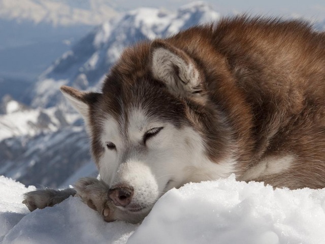 Alaskan Malamute on Snow Wallpaper - A wallpaper with cute brown Alaskan Malamute sleeping on the snow.<br />
The Alaskan Malamute is a large breed of domestic dog originally bred for their strength and endurance. The nomadic people of Alaska used this powerful breed for centuries to hunt seals and pull heavy sleds. This is an intelligent, confident and stubborn breed.<br />
The Alaskan Malamute is similar to other arctic breeds such as the Greenland Dog, Canadian Eskimo Dog, the Siberian Husky, and the Samoyed, but there are differences between them. The Malamute is taller and heavier and  it’s not unusual for the muscular male to reach 100 pounds.<br />
The Alaskan Malamute is the state of Alaska’s official mascot. - , alaskan, Malamute, snow, wallpaper, animals, animal, cute, brown, large, breed, domestic, dog, dogs, strength, endurance, nomadic, people, Alaska, powerful, centuries, seals, seal, sleds, sled, intelligent, confident, stubborn, arctic, breeds, Greenland, Canadian, Eskimo, Siberian, Husky, Samoyed, differences, muscular, male, 100, pounds, state, official, mascot - A wallpaper with cute brown Alaskan Malamute sleeping on the snow.<br />
The Alaskan Malamute is a large breed of domestic dog originally bred for their strength and endurance. The nomadic people of Alaska used this powerful breed for centuries to hunt seals and pull heavy sleds. This is an intelligent, confident and stubborn breed.<br />
The Alaskan Malamute is similar to other arctic breeds such as the Greenland Dog, Canadian Eskimo Dog, the Siberian Husky, and the Samoyed, but there are differences between them. The Malamute is taller and heavier and  it’s not unusual for the muscular male to reach 100 pounds.<br />
The Alaskan Malamute is the state of Alaska’s official mascot. Solve free online Alaskan Malamute on Snow Wallpaper puzzle games or send Alaskan Malamute on Snow Wallpaper puzzle game greeting ecards  from puzzles-games.eu.. Alaskan Malamute on Snow Wallpaper puzzle, puzzles, puzzles games, puzzles-games.eu, puzzle games, online puzzle games, free puzzle games, free online puzzle games, Alaskan Malamute on Snow Wallpaper free puzzle game, Alaskan Malamute on Snow Wallpaper online puzzle game, jigsaw puzzles, Alaskan Malamute on Snow Wallpaper jigsaw puzzle, jigsaw puzzle games, jigsaw puzzles games, Alaskan Malamute on Snow Wallpaper puzzle game ecard, puzzles games ecards, Alaskan Malamute on Snow Wallpaper puzzle game greeting ecard