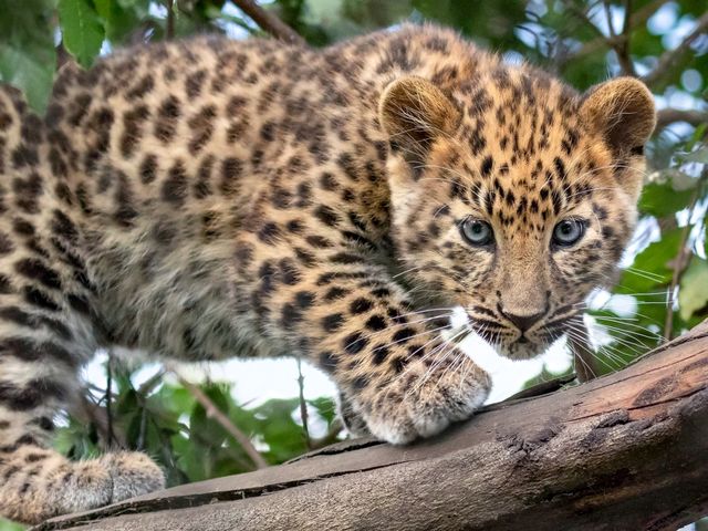 Amur Leopard Cub пазл игру 