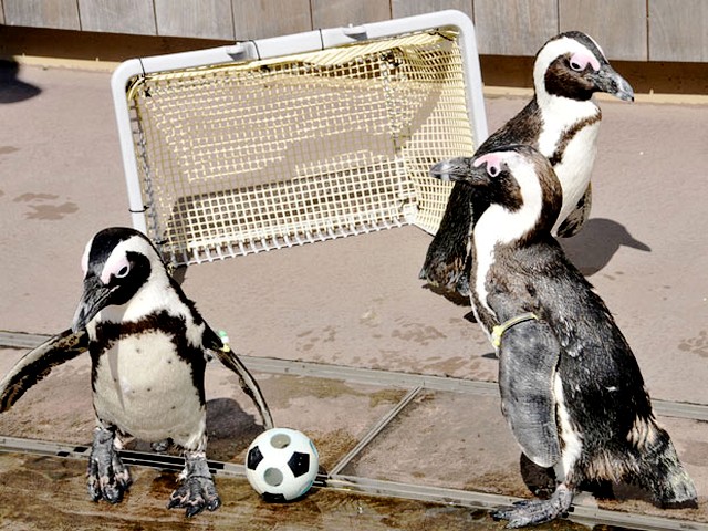 Animals World Cup Cape Penguins at Hakkeijima Sea Paradise Aquarium in Japan - Cape Penguins play with a miniature soccer ball during the 'Animals World Cup' tournament at the Hakkeijima Sea Paradise aquarium in Yokohama, Japan (June, 2010). - , Animals, World, Cup, Cape, penguins, penguin, Hakkeijima, Sea, Paradise, aquarium, aquariums, Japan, animals, animal, sport, sports, show, shows, match, matches, tournament, tournaments, football, footballs, miniature, soccer, soccers, ball, balls, Yokohama - Cape Penguins play with a miniature soccer ball during the 'Animals World Cup' tournament at the Hakkeijima Sea Paradise aquarium in Yokohama, Japan (June, 2010). Solve free online Animals World Cup Cape Penguins at Hakkeijima Sea Paradise Aquarium in Japan puzzle games or send Animals World Cup Cape Penguins at Hakkeijima Sea Paradise Aquarium in Japan puzzle game greeting ecards  from puzzles-games.eu.. Animals World Cup Cape Penguins at Hakkeijima Sea Paradise Aquarium in Japan puzzle, puzzles, puzzles games, puzzles-games.eu, puzzle games, online puzzle games, free puzzle games, free online puzzle games, Animals World Cup Cape Penguins at Hakkeijima Sea Paradise Aquarium in Japan free puzzle game, Animals World Cup Cape Penguins at Hakkeijima Sea Paradise Aquarium in Japan online puzzle game, jigsaw puzzles, Animals World Cup Cape Penguins at Hakkeijima Sea Paradise Aquarium in Japan jigsaw puzzle, jigsaw puzzle games, jigsaw puzzles games, Animals World Cup Cape Penguins at Hakkeijima Sea Paradise Aquarium in Japan puzzle game ecard, puzzles games ecards, Animals World Cup Cape Penguins at Hakkeijima Sea Paradise Aquarium in Japan puzzle game greeting ecard