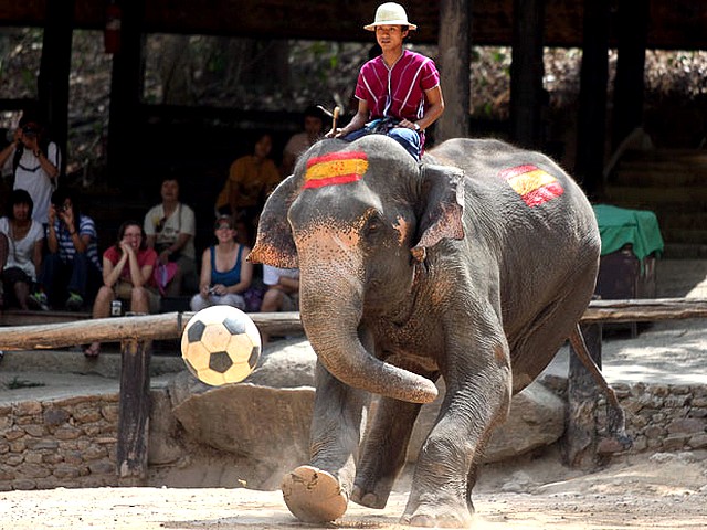 Animals World Cup Elephant at Elephant Camp in Thailand - Elephant with Spanish National flag play 'Animals World Cup' at the Elephant Camp in Chiang Mai province, Thailand (June, 2010). - , Animals, World, Cup, elephant, elephants, Elephant, Camp, Thailand, animals, animal, sport, sports, show, shows, match, matches, tournament, tournaments, football, footballs, soccer, soccers, Spanish, National, flag, flags, Chiang, Mai, province, provinces - Elephant with Spanish National flag play 'Animals World Cup' at the Elephant Camp in Chiang Mai province, Thailand (June, 2010). Solve free online Animals World Cup Elephant at Elephant Camp in Thailand puzzle games or send Animals World Cup Elephant at Elephant Camp in Thailand puzzle game greeting ecards  from puzzles-games.eu.. Animals World Cup Elephant at Elephant Camp in Thailand puzzle, puzzles, puzzles games, puzzles-games.eu, puzzle games, online puzzle games, free puzzle games, free online puzzle games, Animals World Cup Elephant at Elephant Camp in Thailand free puzzle game, Animals World Cup Elephant at Elephant Camp in Thailand online puzzle game, jigsaw puzzles, Animals World Cup Elephant at Elephant Camp in Thailand jigsaw puzzle, jigsaw puzzle games, jigsaw puzzles games, Animals World Cup Elephant at Elephant Camp in Thailand puzzle game ecard, puzzles games ecards, Animals World Cup Elephant at Elephant Camp in Thailand puzzle game greeting ecard