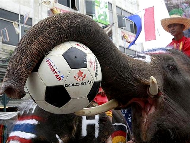 Animals World Cup Elephants with Soccer Balls - Elephants with soccer balls at 'Animals World Cup' attraction at Khao San Road in Bankok to promote tourism (June 10, 2010). - , Animals, World, Cup, elephants, elephant, soccer, balls, ball, animals, animal, sport, sports, show, shows, match, matches, tournament, tournaments, football, footballs, soccers, attraction, attractions, Khao, San, Road, Bankok, tourism, tourisms - Elephants with soccer balls at 'Animals World Cup' attraction at Khao San Road in Bankok to promote tourism (June 10, 2010). Lösen Sie kostenlose Animals World Cup Elephants with Soccer Balls Online Puzzle Spiele oder senden Sie Animals World Cup Elephants with Soccer Balls Puzzle Spiel Gruß ecards  from puzzles-games.eu.. Animals World Cup Elephants with Soccer Balls puzzle, Rätsel, puzzles, Puzzle Spiele, puzzles-games.eu, puzzle games, Online Puzzle Spiele, kostenlose Puzzle Spiele, kostenlose Online Puzzle Spiele, Animals World Cup Elephants with Soccer Balls kostenlose Puzzle Spiel, Animals World Cup Elephants with Soccer Balls Online Puzzle Spiel, jigsaw puzzles, Animals World Cup Elephants with Soccer Balls jigsaw puzzle, jigsaw puzzle games, jigsaw puzzles games, Animals World Cup Elephants with Soccer Balls Puzzle Spiel ecard, Puzzles Spiele ecards, Animals World Cup Elephants with Soccer Balls Puzzle Spiel Gruß ecards