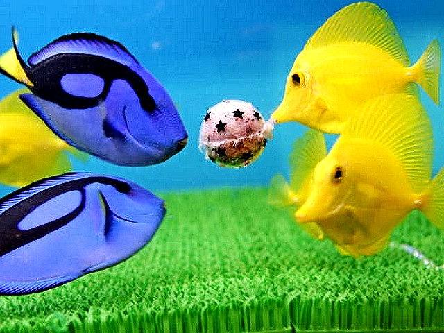 Animals World Cup Fishes play at Hakkeijima Sea Paradise Aquarium in Japan - Blue fishes representing Japan and yellow fishes as Brasil play match of the 'Animals World Cup' at the Hakkeijima Sea Paradise Aquarium in Yokohama, Japan (June, 2010). - , Animals, World, Cup, fishes, fish, Hakkeijima, Sea, Paradise, aquarium, aquariums, Japan, animals, animal, sport, sports, show, shows, match, matches, tournament, tournaments, football, footballs, soccer, soccers, Yokohama, Brasil - Blue fishes representing Japan and yellow fishes as Brasil play match of the 'Animals World Cup' at the Hakkeijima Sea Paradise Aquarium in Yokohama, Japan (June, 2010). Solve free online Animals World Cup Fishes play at Hakkeijima Sea Paradise Aquarium in Japan puzzle games or send Animals World Cup Fishes play at Hakkeijima Sea Paradise Aquarium in Japan puzzle game greeting ecards  from puzzles-games.eu.. Animals World Cup Fishes play at Hakkeijima Sea Paradise Aquarium in Japan puzzle, puzzles, puzzles games, puzzles-games.eu, puzzle games, online puzzle games, free puzzle games, free online puzzle games, Animals World Cup Fishes play at Hakkeijima Sea Paradise Aquarium in Japan free puzzle game, Animals World Cup Fishes play at Hakkeijima Sea Paradise Aquarium in Japan online puzzle game, jigsaw puzzles, Animals World Cup Fishes play at Hakkeijima Sea Paradise Aquarium in Japan jigsaw puzzle, jigsaw puzzle games, jigsaw puzzles games, Animals World Cup Fishes play at Hakkeijima Sea Paradise Aquarium in Japan puzzle game ecard, puzzles games ecards, Animals World Cup Fishes play at Hakkeijima Sea Paradise Aquarium in Japan puzzle game greeting ecard