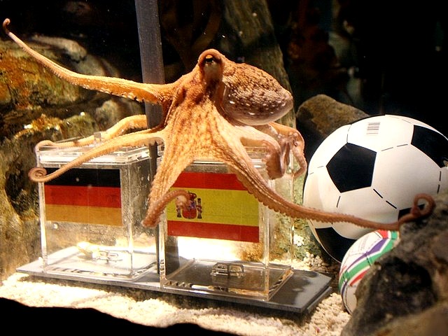 Animals World Cup Octopus Paul predicts the Germany Semifinal Loss of Spain - Octopus Paul plays 'Animals World Cup' at the Sea Life public aquarium in Oberhausen, Germany and predicts the Germany semifinal loss of Spain at FIFA World Cup 2010 (July 6, 2010). - , Animals, World, Cup, octopus, octopuses, Paul, Germany, semifinal, semifinals, loss, losses, Spain, animals, animal, sport, sports, show, shows, match, matches, tournament, tournaments, football, footballs, soccer, soccers, Sea, Life, public, aquarium, aquariums, Oberhausen, Germany, and, FIFA - Octopus Paul plays 'Animals World Cup' at the Sea Life public aquarium in Oberhausen, Germany and predicts the Germany semifinal loss of Spain at FIFA World Cup 2010 (July 6, 2010). Подреждайте безплатни онлайн Animals World Cup Octopus Paul predicts the Germany Semifinal Loss of Spain пъзел игри или изпратете Animals World Cup Octopus Paul predicts the Germany Semifinal Loss of Spain пъзел игра поздравителна картичка  от puzzles-games.eu.. Animals World Cup Octopus Paul predicts the Germany Semifinal Loss of Spain пъзел, пъзели, пъзели игри, puzzles-games.eu, пъзел игри, online пъзел игри, free пъзел игри, free online пъзел игри, Animals World Cup Octopus Paul predicts the Germany Semifinal Loss of Spain free пъзел игра, Animals World Cup Octopus Paul predicts the Germany Semifinal Loss of Spain online пъзел игра, jigsaw puzzles, Animals World Cup Octopus Paul predicts the Germany Semifinal Loss of Spain jigsaw puzzle, jigsaw puzzle games, jigsaw puzzles games, Animals World Cup Octopus Paul predicts the Germany Semifinal Loss of Spain пъзел игра картичка, пъзели игри картички, Animals World Cup Octopus Paul predicts the Germany Semifinal Loss of Spain пъзел игра поздравителна картичка
