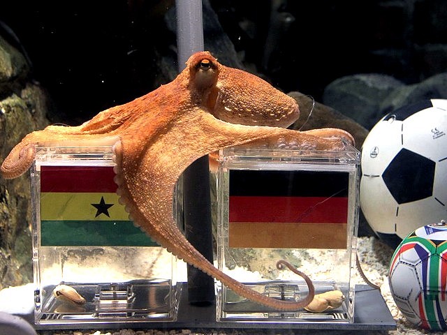 Animals World Cup Paul Octopus predicts the German Victory against Ghana - During the 'Animals World Cup' at the Sea Life public aquarium in Oberhausen, Germany the octopus Paul predicts the German victory against Ghana at FIFA World Cup 2010 (June 23, 2010). - , Animals, World, Cup, Paul, octopus, octopuses, German, victory, victories, Ghana, animals, animal, sport, sports, show, shows, match, matches, tournament, tournaments, football, footballs, soccer, soccers, Sea, Life, public, aquarium, aquariums, Oberhausen, Germany - During the 'Animals World Cup' at the Sea Life public aquarium in Oberhausen, Germany the octopus Paul predicts the German victory against Ghana at FIFA World Cup 2010 (June 23, 2010). Подреждайте безплатни онлайн Animals World Cup Paul Octopus predicts the German Victory against Ghana пъзел игри или изпратете Animals World Cup Paul Octopus predicts the German Victory against Ghana пъзел игра поздравителна картичка  от puzzles-games.eu.. Animals World Cup Paul Octopus predicts the German Victory against Ghana пъзел, пъзели, пъзели игри, puzzles-games.eu, пъзел игри, online пъзел игри, free пъзел игри, free online пъзел игри, Animals World Cup Paul Octopus predicts the German Victory against Ghana free пъзел игра, Animals World Cup Paul Octopus predicts the German Victory against Ghana online пъзел игра, jigsaw puzzles, Animals World Cup Paul Octopus predicts the German Victory against Ghana jigsaw puzzle, jigsaw puzzle games, jigsaw puzzles games, Animals World Cup Paul Octopus predicts the German Victory against Ghana пъзел игра картичка, пъзели игри картички, Animals World Cup Paul Octopus predicts the German Victory against Ghana пъзел игра поздравителна картичка
