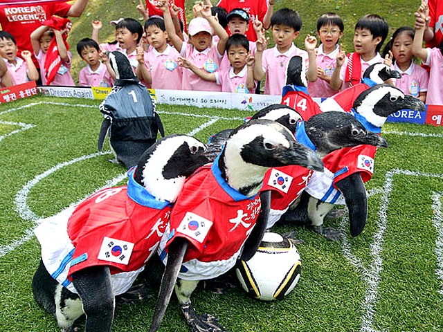 Animals World Cup Penguins at Everland Amusement Park in South Korea - Penguins dressed as the South Korean National soccer team play 'Animals World Cup' match at the Everland amusement park in Yongin, South Korea (June 3, 2010). - , Animals, World, Cup, penguins, penguin, Everland, amusement, park, parks, South, Korea, animals, animal, sport, sports, show, shows, match, matches, tournament, tournaments, football, footballs, soccer, soccers, South, Korean, National, team, teams, Yongin, Korea - Penguins dressed as the South Korean National soccer team play 'Animals World Cup' match at the Everland amusement park in Yongin, South Korea (June 3, 2010). Solve free online Animals World Cup Penguins at Everland Amusement Park in South Korea puzzle games or send Animals World Cup Penguins at Everland Amusement Park in South Korea puzzle game greeting ecards  from puzzles-games.eu.. Animals World Cup Penguins at Everland Amusement Park in South Korea puzzle, puzzles, puzzles games, puzzles-games.eu, puzzle games, online puzzle games, free puzzle games, free online puzzle games, Animals World Cup Penguins at Everland Amusement Park in South Korea free puzzle game, Animals World Cup Penguins at Everland Amusement Park in South Korea online puzzle game, jigsaw puzzles, Animals World Cup Penguins at Everland Amusement Park in South Korea jigsaw puzzle, jigsaw puzzle games, jigsaw puzzles games, Animals World Cup Penguins at Everland Amusement Park in South Korea puzzle game ecard, puzzles games ecards, Animals World Cup Penguins at Everland Amusement Park in South Korea puzzle game greeting ecard