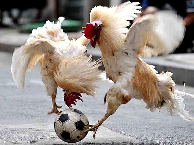 Animals World Cup Roosters Head to Head in Shenyang China - Roosters play head-to-head for control of the soccer ball during the 'Animals World Cup' in Shenyang, China (July 8, 2010). - , Animals, World, Cup, roosters, rooster, head-to-head, Shenyang, China, animals, animal, sport, sports, show, shows, match, matches, tournament, tournaments, football, footballs, soccer, soccers, ball, balls - Roosters play head-to-head for control of the soccer ball during the 'Animals World Cup' in Shenyang, China (July 8, 2010). Решайте бесплатные онлайн Animals World Cup Roosters Head to Head in Shenyang China пазлы игры или отправьте Animals World Cup Roosters Head to Head in Shenyang China пазл игру приветственную открытку  из puzzles-games.eu.. Animals World Cup Roosters Head to Head in Shenyang China пазл, пазлы, пазлы игры, puzzles-games.eu, пазл игры, онлайн пазл игры, игры пазлы бесплатно, бесплатно онлайн пазл игры, Animals World Cup Roosters Head to Head in Shenyang China бесплатно пазл игра, Animals World Cup Roosters Head to Head in Shenyang China онлайн пазл игра , jigsaw puzzles, Animals World Cup Roosters Head to Head in Shenyang China jigsaw puzzle, jigsaw puzzle games, jigsaw puzzles games, Animals World Cup Roosters Head to Head in Shenyang China пазл игра открытка, пазлы игры открытки, Animals World Cup Roosters Head to Head in Shenyang China пазл игра приветственная открытка