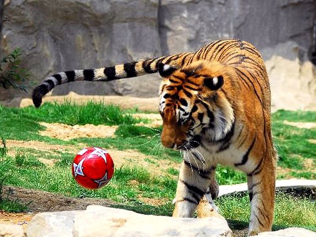 Animals World Cup Tiger at Nanshan Zoo in China - A tiger plays with a soccer ball during the 'Animals World Cup' show at the Nanshan Zoo in Shandong Province, China (June 16, 2010). - , Animals, World, Cup, tiger, tigers, Nanshan, Zoo, China, animals, animal, sport, sports, show, shows, match, matches, tournament, tournaments, football, footbals, soccer, soccers, ball, balls, Shandong, province, provinces - A tiger plays with a soccer ball during the 'Animals World Cup' show at the Nanshan Zoo in Shandong Province, China (June 16, 2010). Lösen Sie kostenlose Animals World Cup Tiger at Nanshan Zoo in China Online Puzzle Spiele oder senden Sie Animals World Cup Tiger at Nanshan Zoo in China Puzzle Spiel Gruß ecards  from puzzles-games.eu.. Animals World Cup Tiger at Nanshan Zoo in China puzzle, Rätsel, puzzles, Puzzle Spiele, puzzles-games.eu, puzzle games, Online Puzzle Spiele, kostenlose Puzzle Spiele, kostenlose Online Puzzle Spiele, Animals World Cup Tiger at Nanshan Zoo in China kostenlose Puzzle Spiel, Animals World Cup Tiger at Nanshan Zoo in China Online Puzzle Spiel, jigsaw puzzles, Animals World Cup Tiger at Nanshan Zoo in China jigsaw puzzle, jigsaw puzzle games, jigsaw puzzles games, Animals World Cup Tiger at Nanshan Zoo in China Puzzle Spiel ecard, Puzzles Spiele ecards, Animals World Cup Tiger at Nanshan Zoo in China Puzzle Spiel Gruß ecards