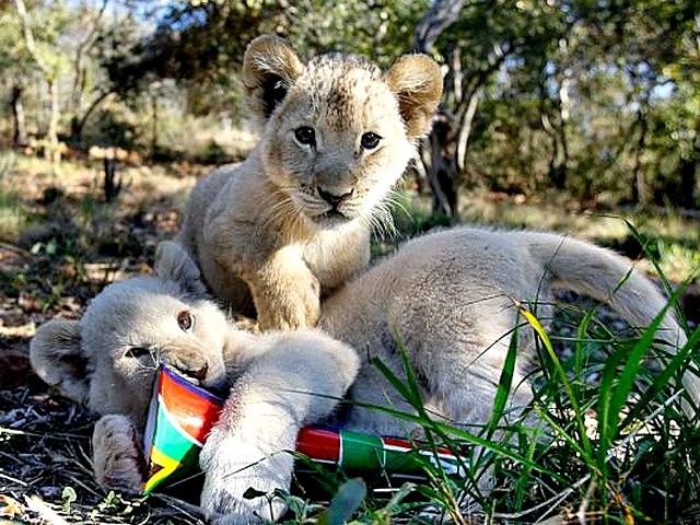 Animals World Cup White Lion Cubs at a Farm in South Africa - Ten-week-old white lion cubs play with a vuvuzela during the 'Animals World Cup' at a farm near Rustenburg in South Africa (June 13, 2010). - , Animals, World, Cup, white, lion, lions, cubs, cub, farm, farms, South, Africa, animals, animal, sport, sports, show, shows, match, matches, tournament, tournaments, football, footballs, soccer, soccers, Rustenburg - Ten-week-old white lion cubs play with a vuvuzela during the 'Animals World Cup' at a farm near Rustenburg in South Africa (June 13, 2010). Solve free online Animals World Cup White Lion Cubs at a Farm in South Africa puzzle games or send Animals World Cup White Lion Cubs at a Farm in South Africa puzzle game greeting ecards  from puzzles-games.eu.. Animals World Cup White Lion Cubs at a Farm in South Africa puzzle, puzzles, puzzles games, puzzles-games.eu, puzzle games, online puzzle games, free puzzle games, free online puzzle games, Animals World Cup White Lion Cubs at a Farm in South Africa free puzzle game, Animals World Cup White Lion Cubs at a Farm in South Africa online puzzle game, jigsaw puzzles, Animals World Cup White Lion Cubs at a Farm in South Africa jigsaw puzzle, jigsaw puzzle games, jigsaw puzzles games, Animals World Cup White Lion Cubs at a Farm in South Africa puzzle game ecard, puzzles games ecards, Animals World Cup White Lion Cubs at a Farm in South Africa puzzle game greeting ecard