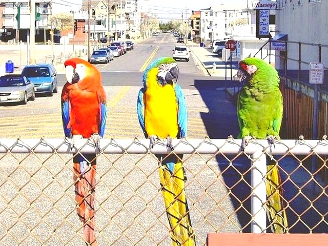 Ara Parrots at a Townscape - Recenty the Ara parrots can be seen at a townscape. In spite of the high-mantenance required by their owners, in the recent years the number of Ara parrots as pet birds is increased. - , Ara, parrots, parrot, townscape, townscapes, animals, animal, bird, birds, owner, owners, year, years - Recenty the Ara parrots can be seen at a townscape. In spite of the high-mantenance required by their owners, in the recent years the number of Ara parrots as pet birds is increased. Lösen Sie kostenlose Ara Parrots at a Townscape Online Puzzle Spiele oder senden Sie Ara Parrots at a Townscape Puzzle Spiel Gruß ecards  from puzzles-games.eu.. Ara Parrots at a Townscape puzzle, Rätsel, puzzles, Puzzle Spiele, puzzles-games.eu, puzzle games, Online Puzzle Spiele, kostenlose Puzzle Spiele, kostenlose Online Puzzle Spiele, Ara Parrots at a Townscape kostenlose Puzzle Spiel, Ara Parrots at a Townscape Online Puzzle Spiel, jigsaw puzzles, Ara Parrots at a Townscape jigsaw puzzle, jigsaw puzzle games, jigsaw puzzles games, Ara Parrots at a Townscape Puzzle Spiel ecard, Puzzles Spiele ecards, Ara Parrots at a Townscape Puzzle Spiel Gruß ecards