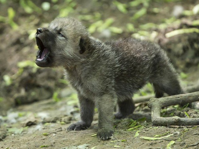 Arctic Wolf Cub - A cute howling Arctic Wolf cub baby, one of five that were born on April 27th 2013 at Sch?nbrunn Zoo, Vienna. Unlike the adult animals, the baby which is less than a month old, still has brown fur. The Arctic Wolves (also called snow wolf or white wolf) have white fur, which in their native environment, the northern regions of North America, Greenland and the Arctic, blends in almost totally with the snowy landscape and is the ideal camouflage with which they are almost invisible to their prey. The  howl is a trademark of the wolves, which their cute cubs practice from an early age. - , Arctic, wolf, wolfs, cub, cubs, animals, animal, baby, babies, Sch?nbrunn, Zoo, Vienna, adult, month, fur, snow, white, native, environment, northern, regions, region, North, America, Greenland, Arctic, snowy, landscape, landscapes, camouflage, prey, howl, trademark, early, age - A cute howling Arctic Wolf cub baby, one of five that were born on April 27th 2013 at Sch?nbrunn Zoo, Vienna. Unlike the adult animals, the baby which is less than a month old, still has brown fur. The Arctic Wolves (also called snow wolf or white wolf) have white fur, which in their native environment, the northern regions of North America, Greenland and the Arctic, blends in almost totally with the snowy landscape and is the ideal camouflage with which they are almost invisible to their prey. The  howl is a trademark of the wolves, which their cute cubs practice from an early age. Решайте бесплатные онлайн Arctic Wolf Cub пазлы игры или отправьте Arctic Wolf Cub пазл игру приветственную открытку  из puzzles-games.eu.. Arctic Wolf Cub пазл, пазлы, пазлы игры, puzzles-games.eu, пазл игры, онлайн пазл игры, игры пазлы бесплатно, бесплатно онлайн пазл игры, Arctic Wolf Cub бесплатно пазл игра, Arctic Wolf Cub онлайн пазл игра , jigsaw puzzles, Arctic Wolf Cub jigsaw puzzle, jigsaw puzzle games, jigsaw puzzles games, Arctic Wolf Cub пазл игра открытка, пазлы игры открытки, Arctic Wolf Cub пазл игра приветственная открытка