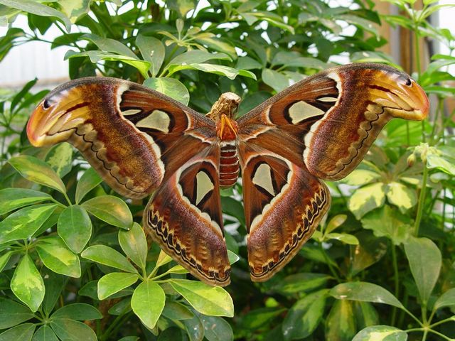 Atlas Moth - Atlas moth (Attacus atlas) is one of the world's largest species of insects, closely related to the butterfly, which belongs to a Saturniidae family (giant silk moths), widespread in the tropical and subtropical forests, and lowlands of Southeast Asia, India and Sri Lanka to China, Malaysia and Indonesia. Atlas Moth has a wing span of 25 cm. <br />
Besides being very large, Atlas moth looks amazing and is easily recognizable by the colorful wings in various shades of brown. The tips of the wings are curved, resembling the head of snake. Atlas moths have no mouth and therefore can not eat. They live generally only 5 to 7 days by the energy resources they have received as caterpillars. - , Atlas, moth, moths, animals, animal, world, species, insects, insect, butterfly, butterflies, Saturniidae, family, families, giant, silk, tropical, subtropical, forests, forest, lowlands, lowland, southeast, Asia, India, Sri, Lanka, China, Malaysia, Indonesia, wing, wings, span, large, amazing, colorful, shades, shade, brown, tips, tip, head, heads, snake, snakes, mouth, days, energy, resources, resource, caterpillars, caterpillar - Atlas moth (Attacus atlas) is one of the world's largest species of insects, closely related to the butterfly, which belongs to a Saturniidae family (giant silk moths), widespread in the tropical and subtropical forests, and lowlands of Southeast Asia, India and Sri Lanka to China, Malaysia and Indonesia. Atlas Moth has a wing span of 25 cm. <br />
Besides being very large, Atlas moth looks amazing and is easily recognizable by the colorful wings in various shades of brown. The tips of the wings are curved, resembling the head of snake. Atlas moths have no mouth and therefore can not eat. They live generally only 5 to 7 days by the energy resources they have received as caterpillars. Solve free online Atlas Moth puzzle games or send Atlas Moth puzzle game greeting ecards  from puzzles-games.eu.. Atlas Moth puzzle, puzzles, puzzles games, puzzles-games.eu, puzzle games, online puzzle games, free puzzle games, free online puzzle games, Atlas Moth free puzzle game, Atlas Moth online puzzle game, jigsaw puzzles, Atlas Moth jigsaw puzzle, jigsaw puzzle games, jigsaw puzzles games, Atlas Moth puzzle game ecard, puzzles games ecards, Atlas Moth puzzle game greeting ecard