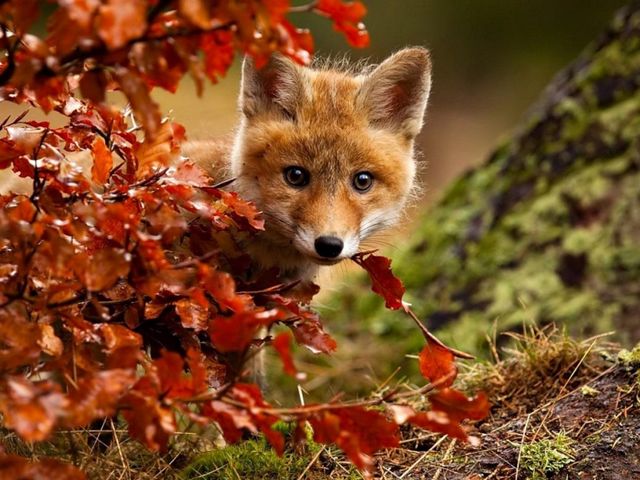 Autumn Magic Red Fox by Robert Adamec - A beautiful and amazingly colorful photo by Robert Adamec of an adorable young red fox, who enjoys the magic of the autumn, a landscape filled with the fascinating beauty of bright colors, crystal clear air and golden rays of the sun.<br />
The photographer Robert Adamec was born in 1964, based in Prerov, Czech Republic, known mostly with pictures in close-up of animals, birds and insects. - , autumn, magic, red, fox, foxes, Robert, Adamec, animals, animal, nature, natures, art, arts, beautiful, amazingly, colorful, photo, photos, adorable, young, landscape, landscapes, fascinating, beauty, bright, colors, color, crystal, clear, air, golden, rays, ray, sun, photographer, photographers, Prerov, Czech, Republic, pictures, picture, closeup, birds, bird, insects, insect - A beautiful and amazingly colorful photo by Robert Adamec of an adorable young red fox, who enjoys the magic of the autumn, a landscape filled with the fascinating beauty of bright colors, crystal clear air and golden rays of the sun.<br />
The photographer Robert Adamec was born in 1964, based in Prerov, Czech Republic, known mostly with pictures in close-up of animals, birds and insects. Solve free online Autumn Magic Red Fox by Robert Adamec puzzle games or send Autumn Magic Red Fox by Robert Adamec puzzle game greeting ecards  from puzzles-games.eu.. Autumn Magic Red Fox by Robert Adamec puzzle, puzzles, puzzles games, puzzles-games.eu, puzzle games, online puzzle games, free puzzle games, free online puzzle games, Autumn Magic Red Fox by Robert Adamec free puzzle game, Autumn Magic Red Fox by Robert Adamec online puzzle game, jigsaw puzzles, Autumn Magic Red Fox by Robert Adamec jigsaw puzzle, jigsaw puzzle games, jigsaw puzzles games, Autumn Magic Red Fox by Robert Adamec puzzle game ecard, puzzles games ecards, Autumn Magic Red Fox by Robert Adamec puzzle game greeting ecard