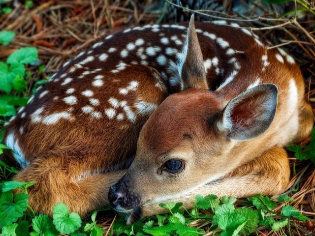 Baby Deer Wallpaper juego de puzzle 