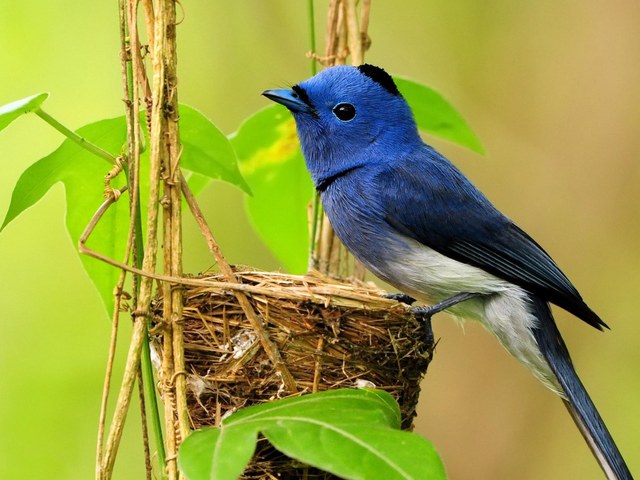 Black-naped Blue Flycatcher Wallpaper - Wallpaper with beautiful Black-naped Blue Flycatcher (Hypothymis azurea), perched on a nest like a shrike. The blue flycatcher is an insectivorous passerine bird, belonging to the family of monarch flycatchers. Males have a distinctive black patch on the head and a narrow black 'necklace'. The Black-naped Monarch is widespread in thick forests of the tropical part of southern Asia, from India and Sri Lanka east to Indonesia and the Philippines. - , black, naped, blue, flycatcher, flycatchers, wallpaper, wallpapers, animals, animal, birds, bird, beautiful, Hypothymis, azurea, nest, nests, shrike, shrikes, insectivorous, passerine, family, families, monarch, males, male, distinctive, black, patch, patches, head, heads, narrow, necklace, necklaces, thick, forests, forest, tropical, part, parts, southern, Asia, India, SriLanka, east, Indonesia, Philippines - Wallpaper with beautiful Black-naped Blue Flycatcher (Hypothymis azurea), perched on a nest like a shrike. The blue flycatcher is an insectivorous passerine bird, belonging to the family of monarch flycatchers. Males have a distinctive black patch on the head and a narrow black 'necklace'. The Black-naped Monarch is widespread in thick forests of the tropical part of southern Asia, from India and Sri Lanka east to Indonesia and the Philippines. Solve free online Black-naped Blue Flycatcher Wallpaper puzzle games or send Black-naped Blue Flycatcher Wallpaper puzzle game greeting ecards  from puzzles-games.eu.. Black-naped Blue Flycatcher Wallpaper puzzle, puzzles, puzzles games, puzzles-games.eu, puzzle games, online puzzle games, free puzzle games, free online puzzle games, Black-naped Blue Flycatcher Wallpaper free puzzle game, Black-naped Blue Flycatcher Wallpaper online puzzle game, jigsaw puzzles, Black-naped Blue Flycatcher Wallpaper jigsaw puzzle, jigsaw puzzle games, jigsaw puzzles games, Black-naped Blue Flycatcher Wallpaper puzzle game ecard, puzzles games ecards, Black-naped Blue Flycatcher Wallpaper puzzle game greeting ecard