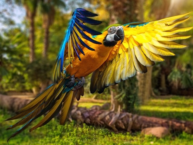 Blue-and-Yellow Macaw Wallpaper - Wallpaper with a beautiful blue-and-yellow macaw (Ara ararauna), a large bird that can reach a length of 76 - 86 cm and a weight of 0.900 - 1.5 kg, inhabiting the woodlands of Central and tropical South America. Blue-and-yellow macaws live from 30 to 35 years in the wild. The parrot uses its powerful beak for breaking nutshells, for climbing up and hanging from trees. Blue-and-yellow macaws are very intelligent and social birds, with bright colors and ability to speak, because of which they are popular as pets. In captivity, due to their large size, they need plenty of space in which they can fly. - , blue, yellow, macaw, macaws, wallpaper, wallpapers, animals, animal, birds, bird, beautiful, Ara, ararauna, large, length, weight, woodlands, woodland, Central, tropical, South, America, years, year, wild, parrot, parrots, powerful, beak, beaks, nutshells, nutshell, trees, tree, intelligent, social, bright, colors, color, ability, popular, pets, pet, captivity, size, plenty, space - Wallpaper with a beautiful blue-and-yellow macaw (Ara ararauna), a large bird that can reach a length of 76 - 86 cm and a weight of 0.900 - 1.5 kg, inhabiting the woodlands of Central and tropical South America. Blue-and-yellow macaws live from 30 to 35 years in the wild. The parrot uses its powerful beak for breaking nutshells, for climbing up and hanging from trees. Blue-and-yellow macaws are very intelligent and social birds, with bright colors and ability to speak, because of which they are popular as pets. In captivity, due to their large size, they need plenty of space in which they can fly. Решайте бесплатные онлайн Blue-and-Yellow Macaw Wallpaper пазлы игры или отправьте Blue-and-Yellow Macaw Wallpaper пазл игру приветственную открытку  из puzzles-games.eu.. Blue-and-Yellow Macaw Wallpaper пазл, пазлы, пазлы игры, puzzles-games.eu, пазл игры, онлайн пазл игры, игры пазлы бесплатно, бесплатно онлайн пазл игры, Blue-and-Yellow Macaw Wallpaper бесплатно пазл игра, Blue-and-Yellow Macaw Wallpaper онлайн пазл игра , jigsaw puzzles, Blue-and-Yellow Macaw Wallpaper jigsaw puzzle, jigsaw puzzle games, jigsaw puzzles games, Blue-and-Yellow Macaw Wallpaper пазл игра открытка, пазлы игры открытки, Blue-and-Yellow Macaw Wallpaper пазл игра приветственная открытка