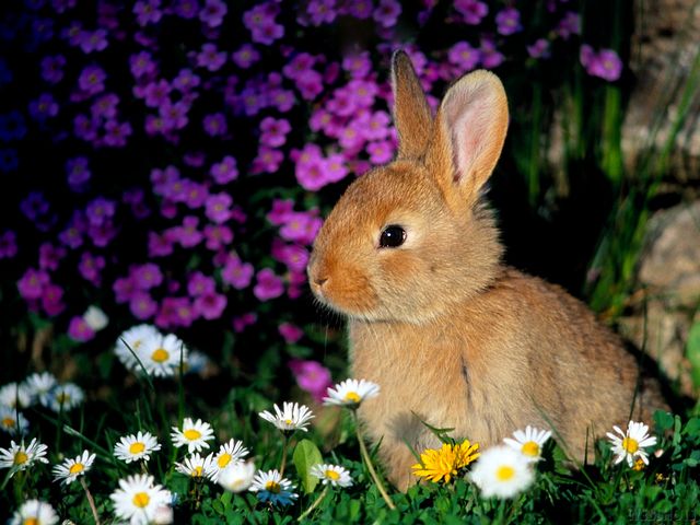 Bunny among Flowers Wallpaper - Wallpaper depicting a bunny among beautiful flowers in the spring. - , bunny, bunnies, flowers, flower, wallpaper, wallpapers, animals, animal, cartoon, cartoons, holidays, holiday - Wallpaper depicting a bunny among beautiful flowers in the spring. Solve free online Bunny among Flowers Wallpaper puzzle games or send Bunny among Flowers Wallpaper puzzle game greeting ecards  from puzzles-games.eu.. Bunny among Flowers Wallpaper puzzle, puzzles, puzzles games, puzzles-games.eu, puzzle games, online puzzle games, free puzzle games, free online puzzle games, Bunny among Flowers Wallpaper free puzzle game, Bunny among Flowers Wallpaper online puzzle game, jigsaw puzzles, Bunny among Flowers Wallpaper jigsaw puzzle, jigsaw puzzle games, jigsaw puzzles games, Bunny among Flowers Wallpaper puzzle game ecard, puzzles games ecards, Bunny among Flowers Wallpaper puzzle game greeting ecard