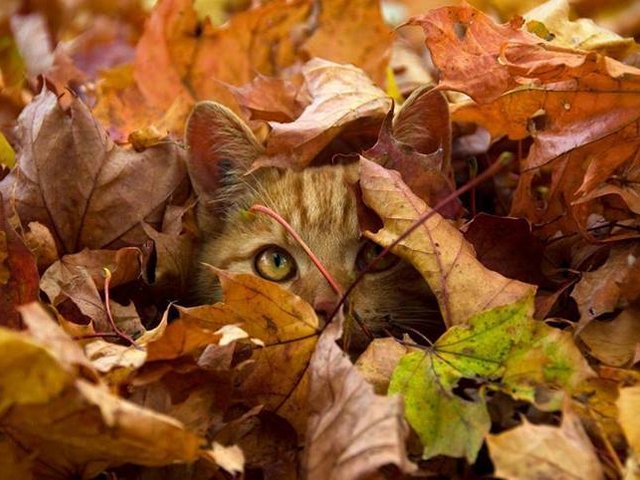Cat among Fallen Autumn Leaves Wallpaper - A beautiful wallpaper for desktop with warm autumn colors and red-haired cat who happily plays hide and seek, hidden among the fallen leaves in beech forest. Fall is a favorite season for many people and animals who enjoy the picturesque scenery. - , cat, cats, fallen, autumn, leaves, leaf, wallpaper, wallpapers, animals, animal, nature, natures, beautiful, desktop, warm, colors, color, red-haired, hidden, fallen, beech, forest, forests, fall, favorite, season, seasons, people, picturesque, scenery - A beautiful wallpaper for desktop with warm autumn colors and red-haired cat who happily plays hide and seek, hidden among the fallen leaves in beech forest. Fall is a favorite season for many people and animals who enjoy the picturesque scenery. Lösen Sie kostenlose Cat among Fallen Autumn Leaves Wallpaper Online Puzzle Spiele oder senden Sie Cat among Fallen Autumn Leaves Wallpaper Puzzle Spiel Gruß ecards  from puzzles-games.eu.. Cat among Fallen Autumn Leaves Wallpaper puzzle, Rätsel, puzzles, Puzzle Spiele, puzzles-games.eu, puzzle games, Online Puzzle Spiele, kostenlose Puzzle Spiele, kostenlose Online Puzzle Spiele, Cat among Fallen Autumn Leaves Wallpaper kostenlose Puzzle Spiel, Cat among Fallen Autumn Leaves Wallpaper Online Puzzle Spiel, jigsaw puzzles, Cat among Fallen Autumn Leaves Wallpaper jigsaw puzzle, jigsaw puzzle games, jigsaw puzzles games, Cat among Fallen Autumn Leaves Wallpaper Puzzle Spiel ecard, Puzzles Spiele ecards, Cat among Fallen Autumn Leaves Wallpaper Puzzle Spiel Gruß ecards