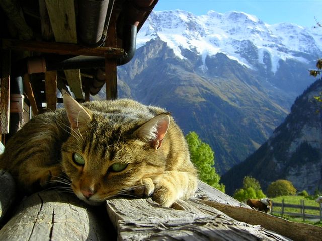 Cat in the Sun Wallpaper - Wallpaper with a beautiful alpine landscape and a domestic cat, which is basking in the sun on a pile of firewood beside the hut. - , cat, cats, sun, wallpaper, wallpapers, animals, animal, beautiful, alpine, landscape, landscapes, domestic, pile, piles, firewood, firewoods, hut, huts - Wallpaper with a beautiful alpine landscape and a domestic cat, which is basking in the sun on a pile of firewood beside the hut. Решайте бесплатные онлайн Cat in the Sun Wallpaper пазлы игры или отправьте Cat in the Sun Wallpaper пазл игру приветственную открытку  из puzzles-games.eu.. Cat in the Sun Wallpaper пазл, пазлы, пазлы игры, puzzles-games.eu, пазл игры, онлайн пазл игры, игры пазлы бесплатно, бесплатно онлайн пазл игры, Cat in the Sun Wallpaper бесплатно пазл игра, Cat in the Sun Wallpaper онлайн пазл игра , jigsaw puzzles, Cat in the Sun Wallpaper jigsaw puzzle, jigsaw puzzle games, jigsaw puzzles games, Cat in the Sun Wallpaper пазл игра открытка, пазлы игры открытки, Cat in the Sun Wallpaper пазл игра приветственная открытка