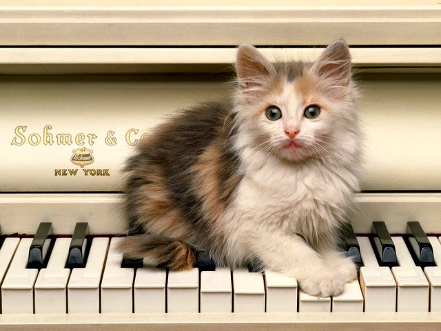Cat on Piano Wallpaper - Wallpaper with a cute fluffy cat, which is sitting like a doll on the piano's keys, awaiting the teacher for the new lesson. - , cat, cats, piano, pianos, wallpaper, wallpapers, animals, animal, cute, fluffy, doll, dolls, keys, key, teacher, teachers, lesson, lessons - Wallpaper with a cute fluffy cat, which is sitting like a doll on the piano's keys, awaiting the teacher for the new lesson. Подреждайте безплатни онлайн Cat on Piano Wallpaper пъзел игри или изпратете Cat on Piano Wallpaper пъзел игра поздравителна картичка  от puzzles-games.eu.. Cat on Piano Wallpaper пъзел, пъзели, пъзели игри, puzzles-games.eu, пъзел игри, online пъзел игри, free пъзел игри, free online пъзел игри, Cat on Piano Wallpaper free пъзел игра, Cat on Piano Wallpaper online пъзел игра, jigsaw puzzles, Cat on Piano Wallpaper jigsaw puzzle, jigsaw puzzle games, jigsaw puzzles games, Cat on Piano Wallpaper пъзел игра картичка, пъзели игри картички, Cat on Piano Wallpaper пъзел игра поздравителна картичка