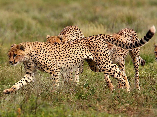 Cheetah in Serengeti National Park Tanzania Africa - A cheetah (Acnionyx jubatus) on hunt in the Serengeti National Park, one of the oldest and popular wildlife sanctuaries, which occupies a large area of Northern Tanzania, Africa. The cheetahs hunt mainly by day. They follow their prey from a distance and are choosing injured, old or young animals with insufficiently speed. - , cheetah, cheetahs, Serengeti, National, Park, parks, Tanzania, Africa, animals, animal, places, place, nature, natures, travel, travels, tour, tours, trip, trips, female, Acnionyx, jubatus, oldest, popular, wildlife, sanctuaries, sanctuary, large, area, areas, Northern, day, days, prey, preys, distance, distances, injured, old, young, insufficiently, speed, speeds - A cheetah (Acnionyx jubatus) on hunt in the Serengeti National Park, one of the oldest and popular wildlife sanctuaries, which occupies a large area of Northern Tanzania, Africa. The cheetahs hunt mainly by day. They follow their prey from a distance and are choosing injured, old or young animals with insufficiently speed. Решайте бесплатные онлайн Cheetah in Serengeti National Park Tanzania Africa пазлы игры или отправьте Cheetah in Serengeti National Park Tanzania Africa пазл игру приветственную открытку  из puzzles-games.eu.. Cheetah in Serengeti National Park Tanzania Africa пазл, пазлы, пазлы игры, puzzles-games.eu, пазл игры, онлайн пазл игры, игры пазлы бесплатно, бесплатно онлайн пазл игры, Cheetah in Serengeti National Park Tanzania Africa бесплатно пазл игра, Cheetah in Serengeti National Park Tanzania Africa онлайн пазл игра , jigsaw puzzles, Cheetah in Serengeti National Park Tanzania Africa jigsaw puzzle, jigsaw puzzle games, jigsaw puzzles games, Cheetah in Serengeti National Park Tanzania Africa пазл игра открытка, пазлы игры открытки, Cheetah in Serengeti National Park Tanzania Africa пазл игра приветственная открытка