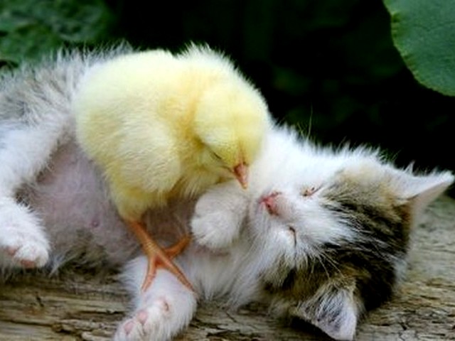 Chick and Kitten - A play between the chick and the kitten with unequal forces. - , chick, chicks, chicken, chickens, kitten, kittens, cat, cats, animals, animal, force, forces - A play between the chick and the kitten with unequal forces. Подреждайте безплатни онлайн Chick and Kitten пъзел игри или изпратете Chick and Kitten пъзел игра поздравителна картичка  от puzzles-games.eu.. Chick and Kitten пъзел, пъзели, пъзели игри, puzzles-games.eu, пъзел игри, online пъзел игри, free пъзел игри, free online пъзел игри, Chick and Kitten free пъзел игра, Chick and Kitten online пъзел игра, jigsaw puzzles, Chick and Kitten jigsaw puzzle, jigsaw puzzle games, jigsaw puzzles games, Chick and Kitten пъзел игра картичка, пъзели игри картички, Chick and Kitten пъзел игра поздравителна картичка