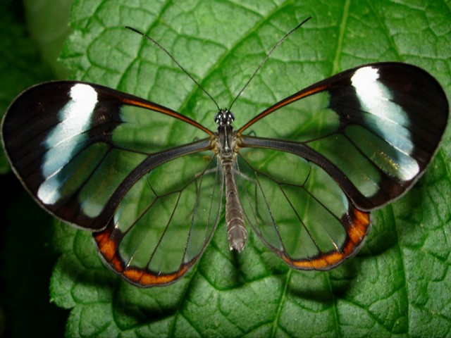 Clearwing Butterfly - An ethereal and delicate Clearwing (Glasswing) butterfly from an Ithomiid family. Clearwing butterflies, known as the Ithomiinae, are beautiful and deadly butterflies inhabiting the tropical forest. Most of the species have no pigmented scales on their wings, which makes the wings of others butterflies so colorful. This transparency renders the clearwing butterflies elusive. They are native to the Amazon, Mexico and Central America. Clearwing butterfly feeds on flowers full of pyrrolizidine alkaloid toxins, because of which the predators avoid Ithomiid. Pyrrolizidine alkaloids may damage the liver and cause death in some cases. - , Clearwing, butterfly, butterflies, animals, animal, ethereal, delicate, Glasswing, Ithomiid, family, families, Ithomiinae, deadly, tropical, forest, species, pigmented, scales, wings, wing, colorful, transparency, elusive, Amazon, Mexico, Central, America, flowers, flower, pyrrolizidine, alkaloid, toxins, predators, predator, liver, death, cases, case - An ethereal and delicate Clearwing (Glasswing) butterfly from an Ithomiid family. Clearwing butterflies, known as the Ithomiinae, are beautiful and deadly butterflies inhabiting the tropical forest. Most of the species have no pigmented scales on their wings, which makes the wings of others butterflies so colorful. This transparency renders the clearwing butterflies elusive. They are native to the Amazon, Mexico and Central America. Clearwing butterfly feeds on flowers full of pyrrolizidine alkaloid toxins, because of which the predators avoid Ithomiid. Pyrrolizidine alkaloids may damage the liver and cause death in some cases. Solve free online Clearwing Butterfly puzzle games or send Clearwing Butterfly puzzle game greeting ecards  from puzzles-games.eu.. Clearwing Butterfly puzzle, puzzles, puzzles games, puzzles-games.eu, puzzle games, online puzzle games, free puzzle games, free online puzzle games, Clearwing Butterfly free puzzle game, Clearwing Butterfly online puzzle game, jigsaw puzzles, Clearwing Butterfly jigsaw puzzle, jigsaw puzzle games, jigsaw puzzles games, Clearwing Butterfly puzzle game ecard, puzzles games ecards, Clearwing Butterfly puzzle game greeting ecard